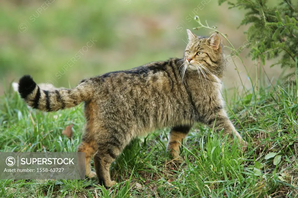 Meadow, wildcat, Felis silvestris,  looking around  Animals, animal, mammals, mammal, carnivores, carnivore, Carnivora, cats, cat, small cats, small c...