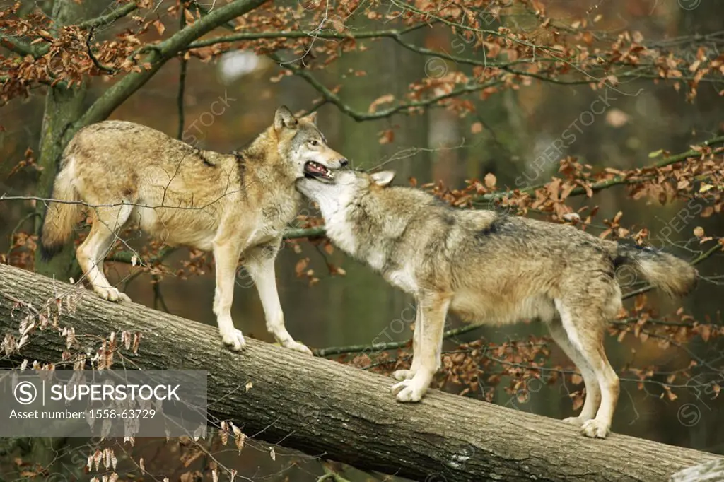 Forest, log, gray wolves, Canis,  lupus, fights  Nature, wildlife, animals, mammals, wild animals, carnivores, wild dogs, wolves, Canidae, whole bodie...