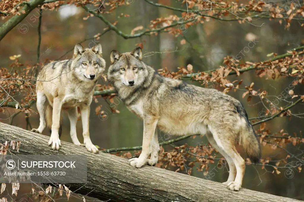 Forest, log, gray wolves, Canis,  lupus, attention  Nature, wildlife, animals, mammals, wild animals, carnivores, wild dogs, wolves, Canidae, whole bo...