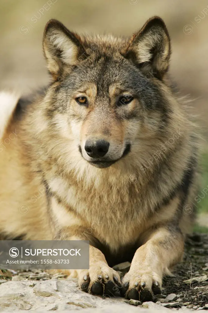 lie gray wolf, Canis lupus, portrait,   Nature, wildlife, animal, animals, mammal, mammals, wild animal, wild animals, carnivore, carnivores, wild dog...