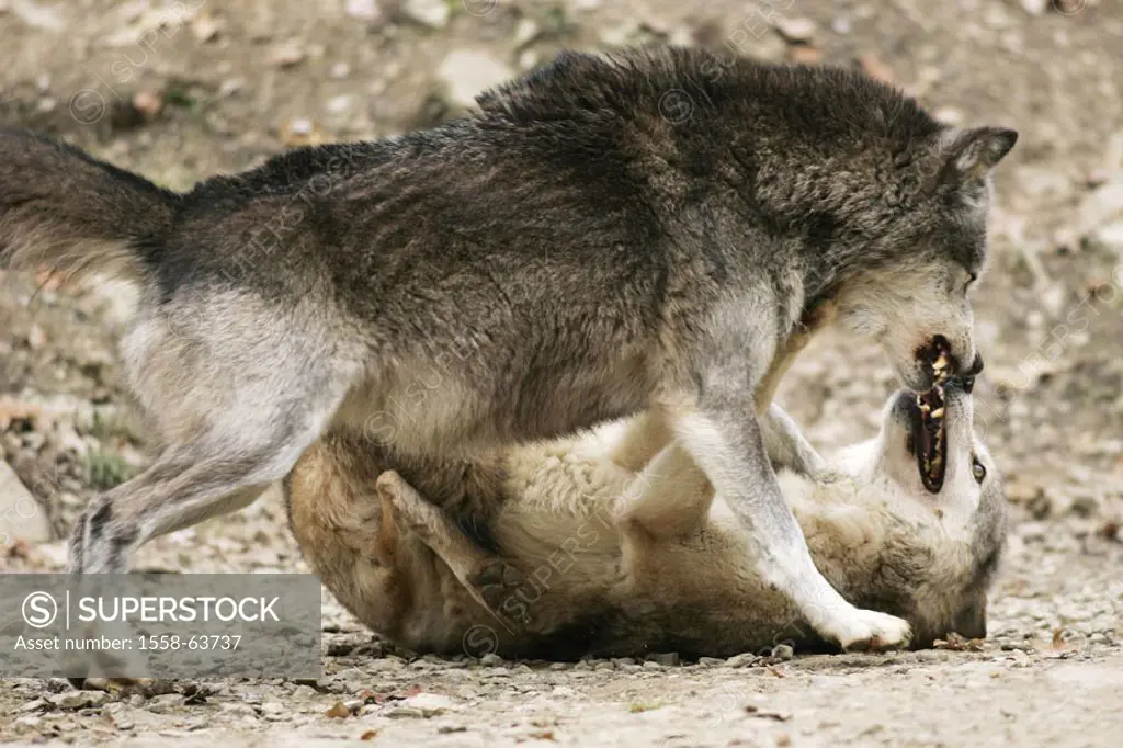 Gray wolves, Canis lupus, fight   Nature, wildlife, animals, mammals, wild animals, carnivores, wild dogs, wolves, Canidae, whole bodies, Gray wolf, p...