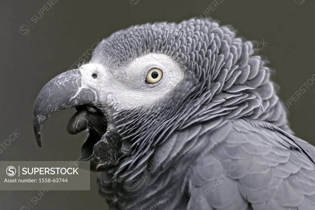 Gray parrot, Psittacus erithacus, portrait   Series, animal, animals, bird, birds, parrot, parrots, Psittacidae, Jako, gray parrots, feathers, plumage...