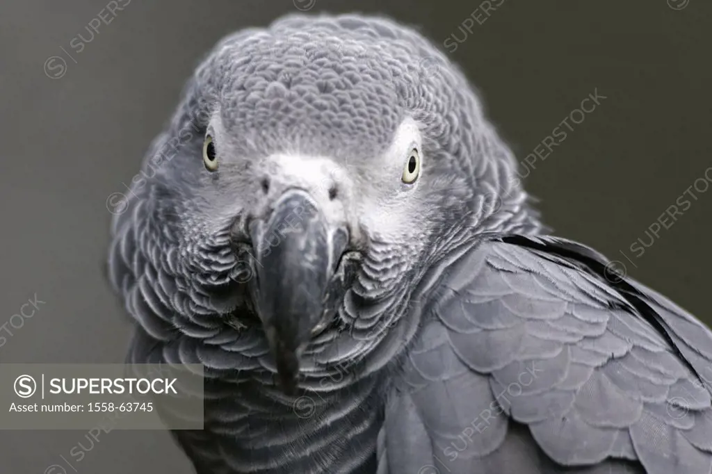 Gray parrot, Psittacus erithacus, portrait   Series, animal, animals, bird, birds, parrot, parrots, Psittacidae, Jako, gray parrots, feathers, plumage...