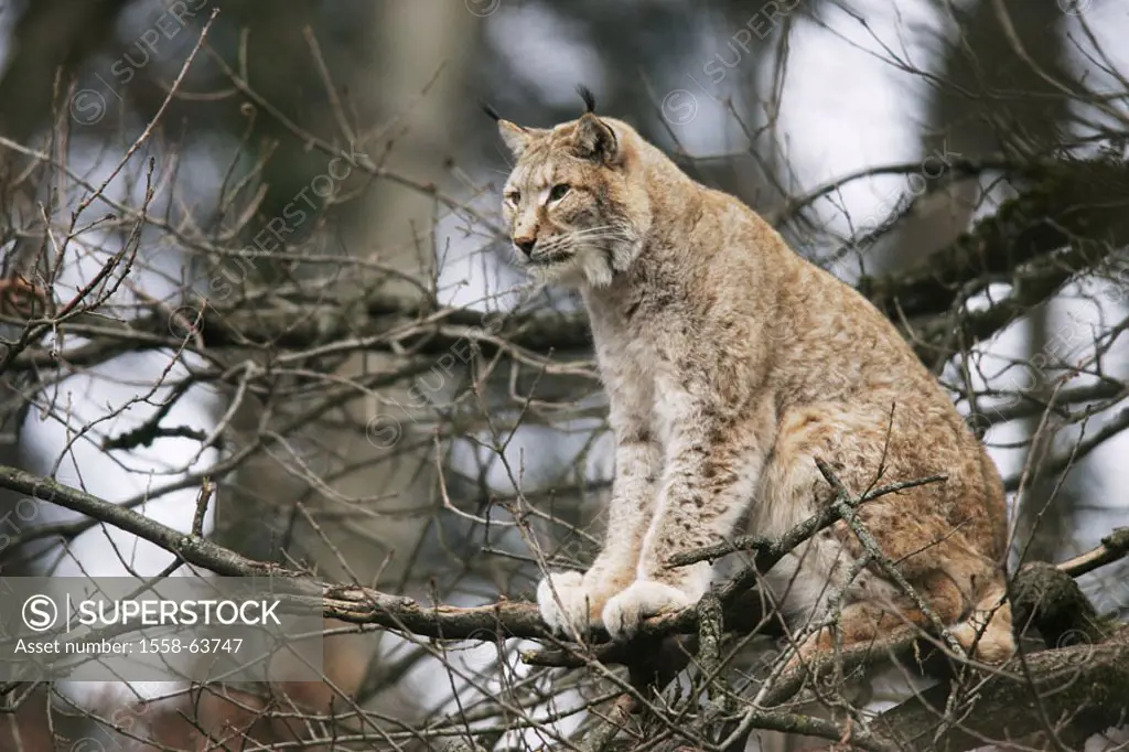 Forest, tree, branches, Eurasian lynx,  Lynx lynx, sitting  Series, nature, wildlife, Wildlife, wilderness, animal, animals, wild animal, wild animals...