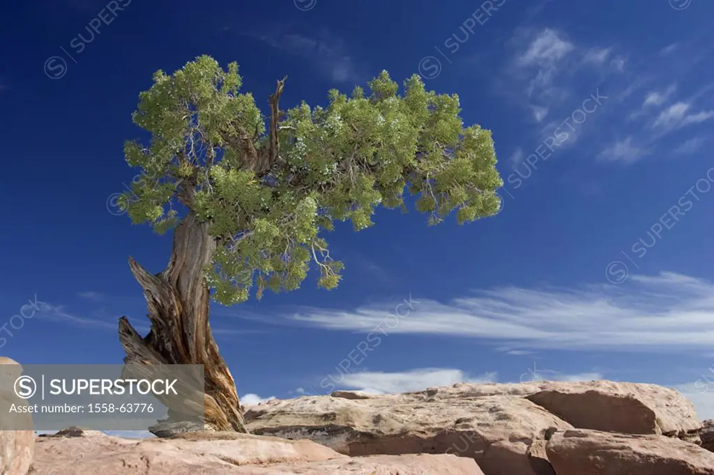 USA, Utah, Dead Horse Point State park,  Tree, junipers, of June Peru osteosperma  North America,  United States of America, West coast, West-USA Stat...