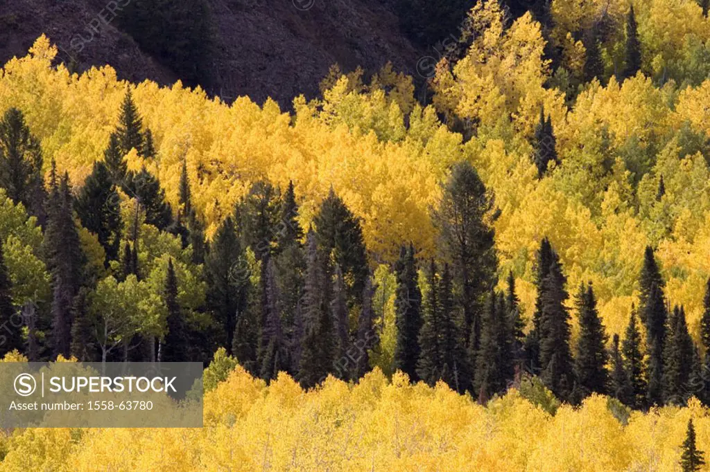 USA, Colorado, Aspen, San Juan,  Mountains, forest, autumn  North America,  United States of America, west Colorado, landscape nature season, autumnal...