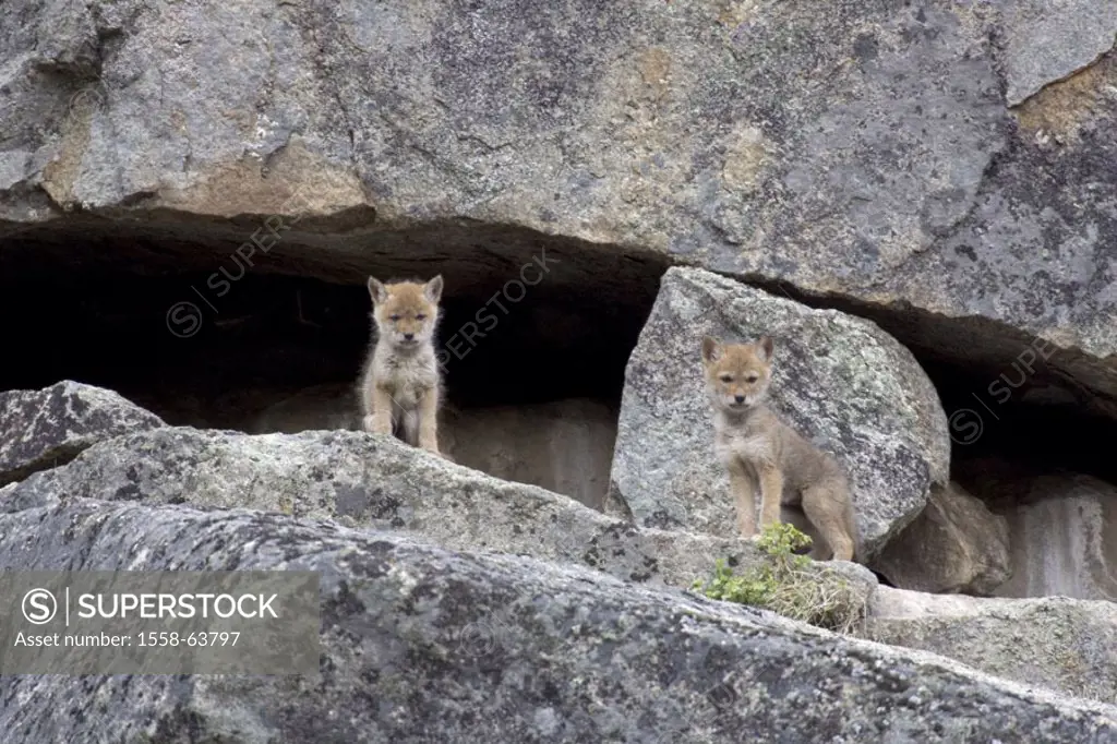 Rocks, cave, coyotes, Canis latraus,  Young  Nature, wildlife, Wildlife, wilderness, animals, wild animals, carnivores, dogs, coyotes, howl wolves, Co...