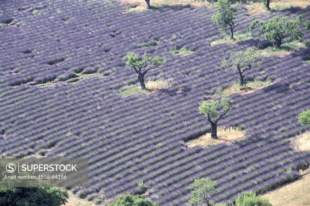 France, Provence, Lavendelfeld,  Lavandula spec., Olive trees, Overview Europe, field, cultivation, plants, useful plants, lavenders,,  Flowers, bloom...