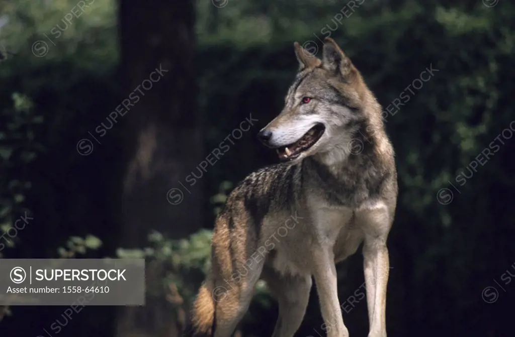 Forest, gray wolf, Canis lupus,  Vigilance  Wildlife, animal, wild animal, mammal, carnivore, Hundeartige, Canidae, wolf, attention, concept, Hunt ins...