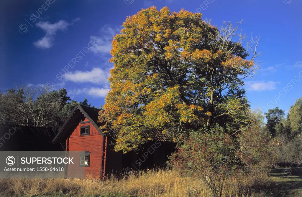 framehouse, trees, autumn   House, residence, cottage, wood cottage, rural, idylls, isolated, nature, shrubs, plants, autumnal, heaven, concept, lonel...