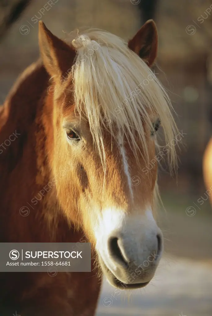 Haflinger, portrait,   Animal portrait, animal, mammal, horse, horse race, race horse, Reitpferd, horse attitude, horse breeding, mane,