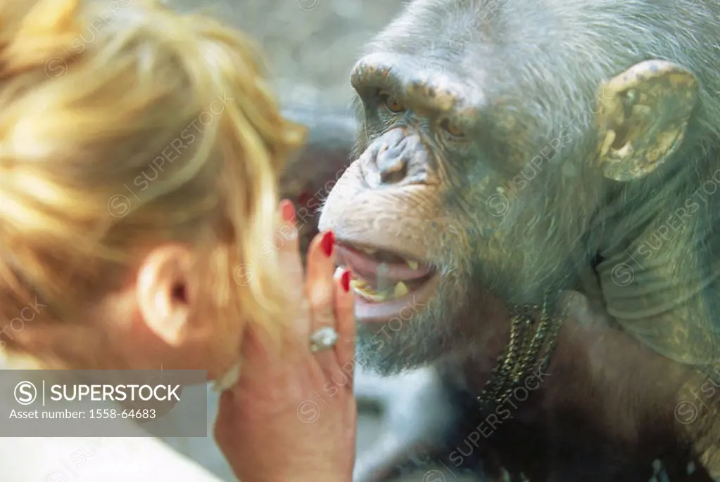 Zoo, monkey enclosures,  woman,  Chimpanzee, gaze contact,  Enclosures, windshield, animal, mammal, ape, pan troglodytes, whispers, speaks, grimace, e...