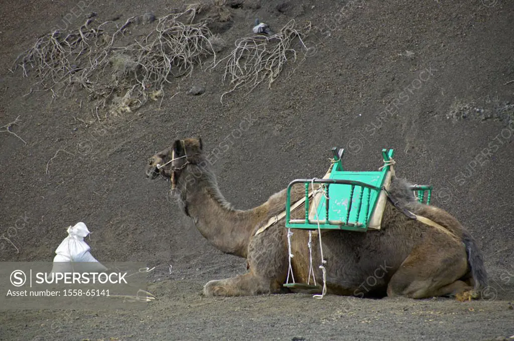Spain, Lanzarote, Nationalpark Saddled Timanfaya, camel, lie, Sand Canaries, Canaries island, island, Montana´s Del Fuego, Fire mountains, reservation...