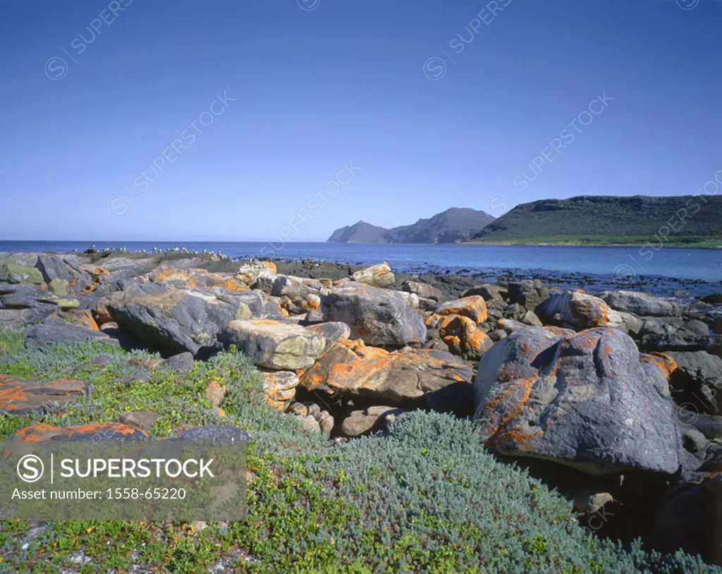 South Africa, westerns Cape, Kap-Halbinsel,  Coast landscape, rocks,  Seagulls Africa, province West-Kap, Kaphalbinsel, coast, stones, stony, plants, ...