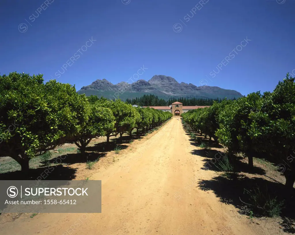 South Africa, westerns Cape, Stellenbosch,  Winery, driveway, gate  Africa, province West-Kap, Kapprovinz, street, dusty, long, exactly, shrubs, bushe...