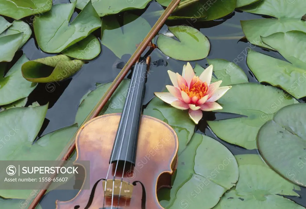 Waterlily pond, violin, bow, waterlily,  Bloom, detail,  Pond, sea, waters, water plants, pond plants, waterlilie, waterlily bloom, Nymphaea, Nymphaea...