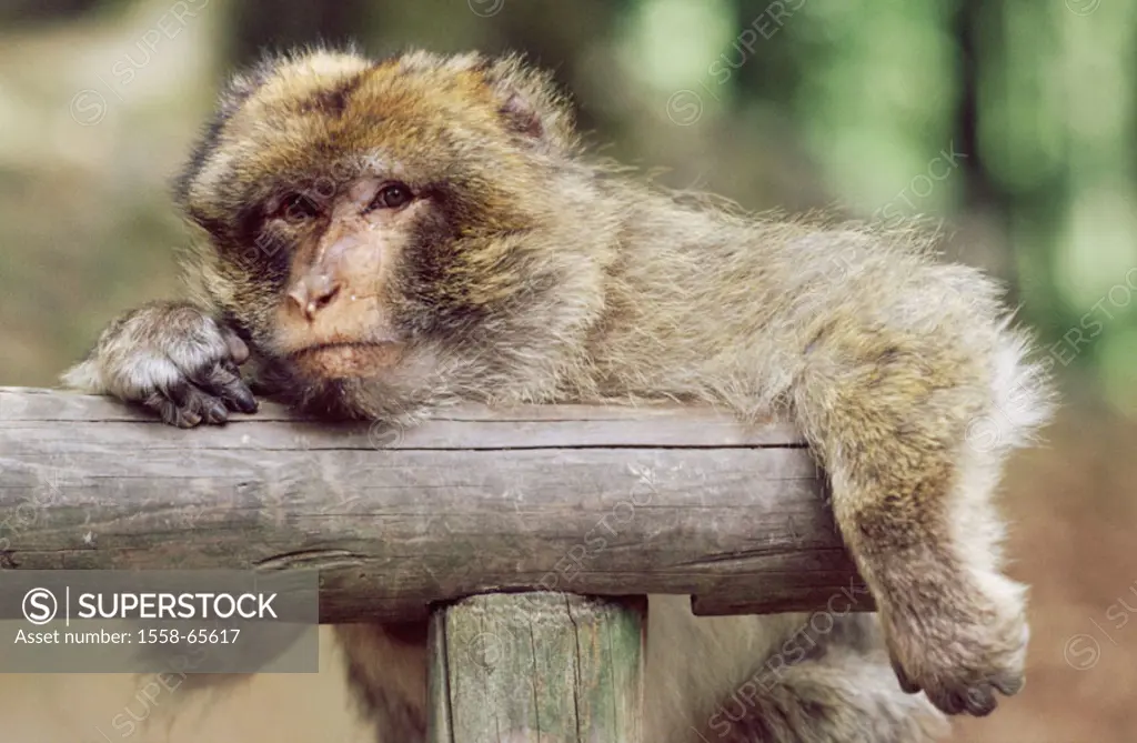 Berber monkey, Macaca sylvanus,  Wood posts, dozes, portrait  Animal portrait, animal, mammal, primates, monkey, macaques, Magot, Makakenaffe, wearily...