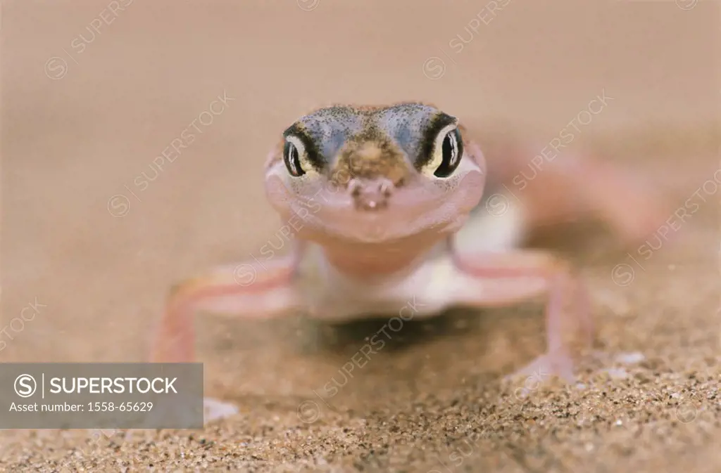 Sand, Namibgecko, Palmatogecko  rangei  Series, Africa, dune, sand dune, sand ground, nature, fauna, wildlife, Wildlife, animal, reptile, lizard, Gekk...