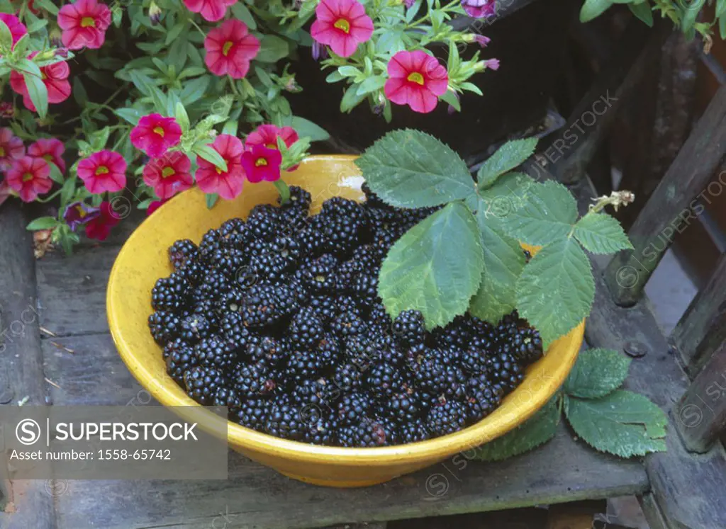 Garden bank, plates, blackberries, Rubus  Garden, bank, fruit, fruits, berries, berry fruits, red, edible, rich in vitamins, low-calorie, nutrition, h...