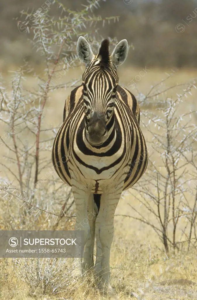 Burchell-Steppenzebra, Equus,  quagga burchelli  Africa, wilderness, wildlife, Wildlife, wild animal, animal, mammal, horse, tiger horse, Un, steppe z...