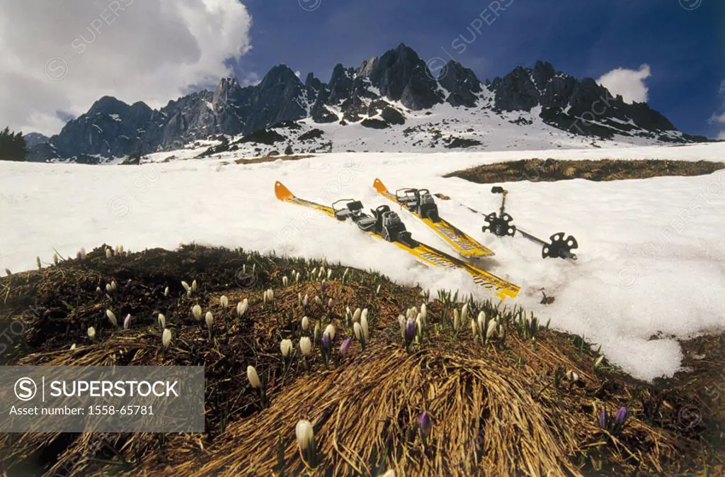 highland, snow line, Tours grass skis, ski poles,  Crocuses  Austria, Salzburger country, Berchtesgaden Alps,  High king, mountains, mountain, snow re...