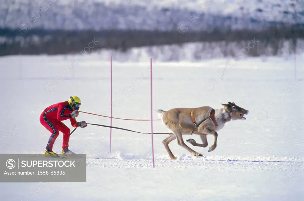Norway, Finnmark, Kautokeino, Man, reindeers, Skijöring, on the side Scandinavia, north, Easter, native, Lappe, Seed, ski suit, event, races, match, r...