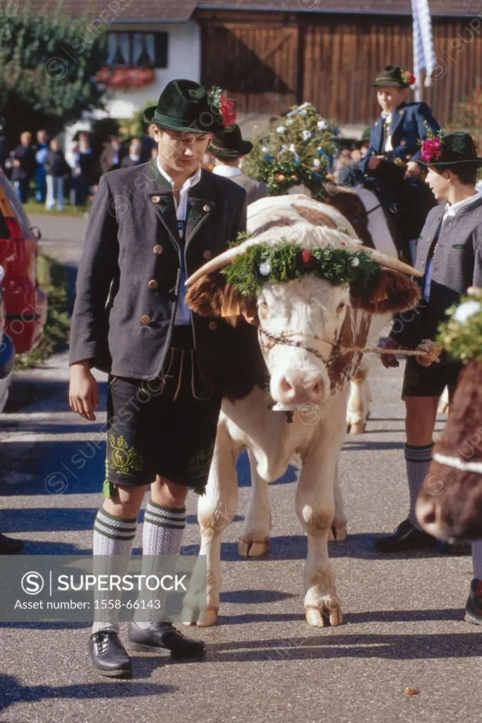 Germany, Upper Bavaria, Bichl, Ox ride, participants, oxen, Move Europe, Bavaria, street, natives, men, traditional costume, Animals, cows, cows, deco...