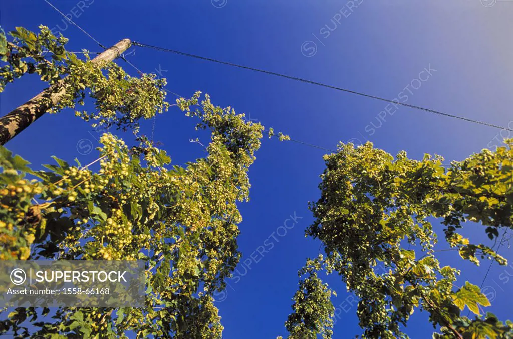 More awfully hop, Humulus lupulus,  Detail, blooms, abandoned,  Series, agriculture, cultivation, hop cultivation, plants, Kletterstauden, climbing pl...