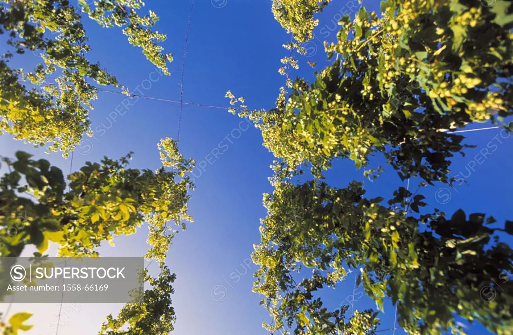 More awfully hop, Humulus lupulus,  Detail, from below  Series, agriculture, cultivation, hop cultivation, plants, Kletterstauden, climbing plants, Kl...