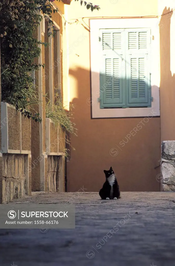 Houses, inner courtyard, cat, sitting,  high-looks  Backyard, alley, buildings, walls, light, shadows, windows, shutters, animal, closed mammal, pet f...
