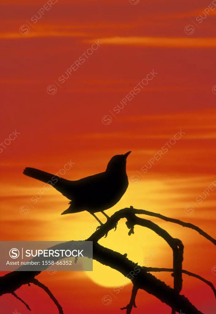 Branch, blackbird, silhouette, sunrise,  M Nature, tree, bald, branches, Singvogel, sunset, evening, mornings, concept, sunset, morning red, time of...