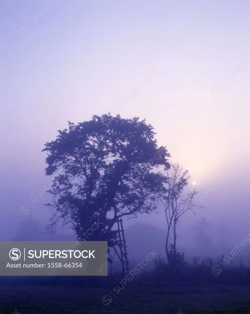 Marshland shaft, tree, silhouette, fogs, dawn  Nature, landscape, swamp, bog, time of day, mornings, twilight, concept, hazy, mystically, immensely, d...