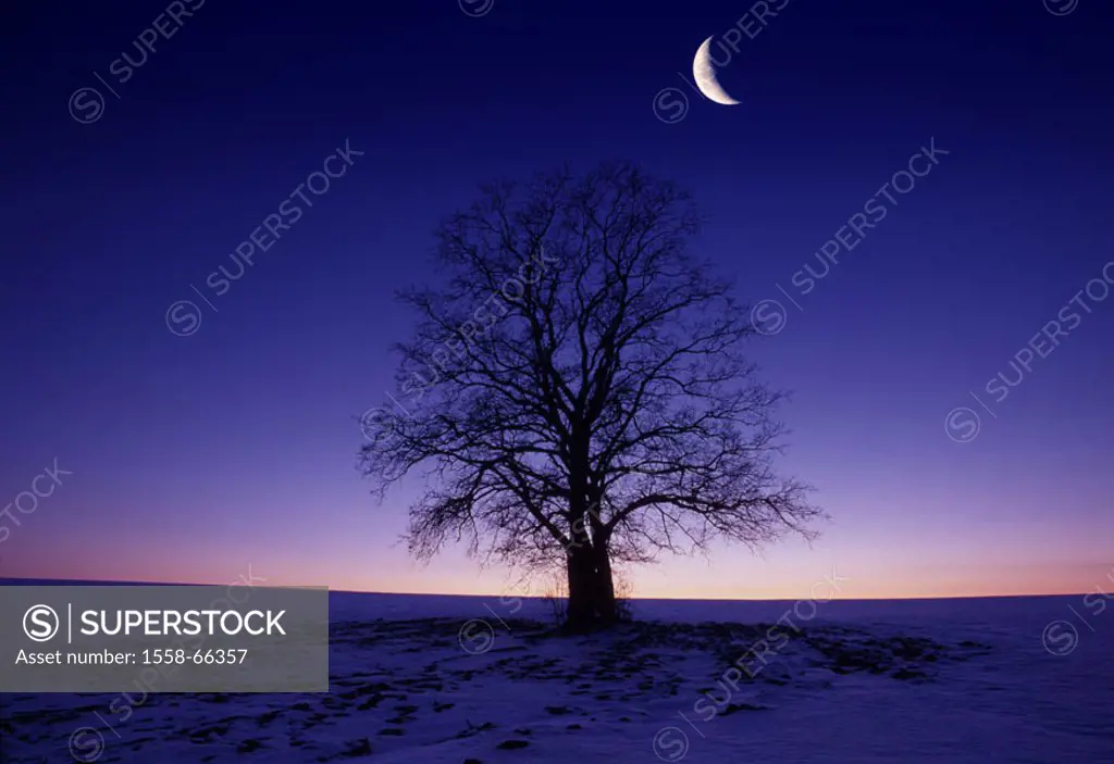 Field, tree, bald, silhouette, evening,  Moon M Series, nature, deciduous tree, season, winters, snow, twilight, half-moon, sickle, moon sickle, hor...