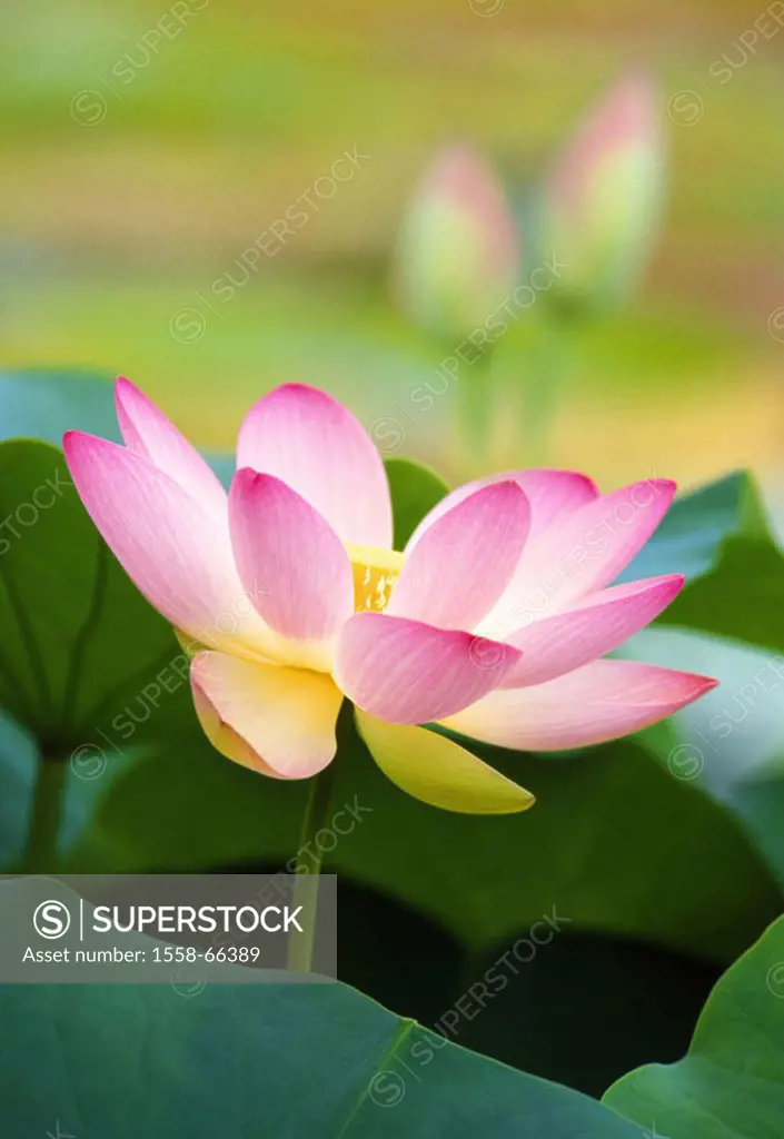 Egyptian lotus, Nelumbo nucifera, Detail, bloom,  Nature, flora, vegetation, botany, plant, water plant, waterlily plants, lotus bloom, lotuses, bloom...
