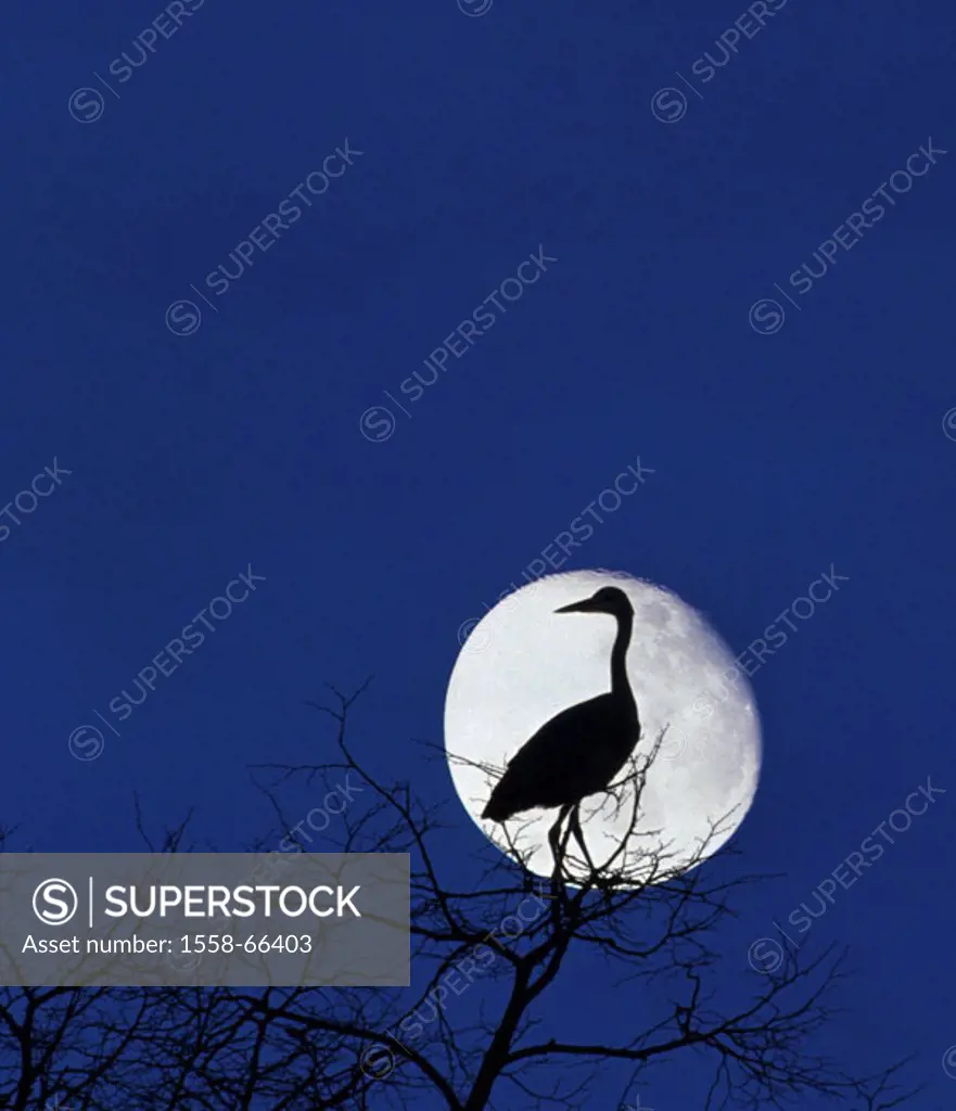 Treetop, detail, herons,  Silhouette, moon, M Deciduous tree, tree, branches, branches, bald, treetops, animal, bird, nature, night, concept, influe...