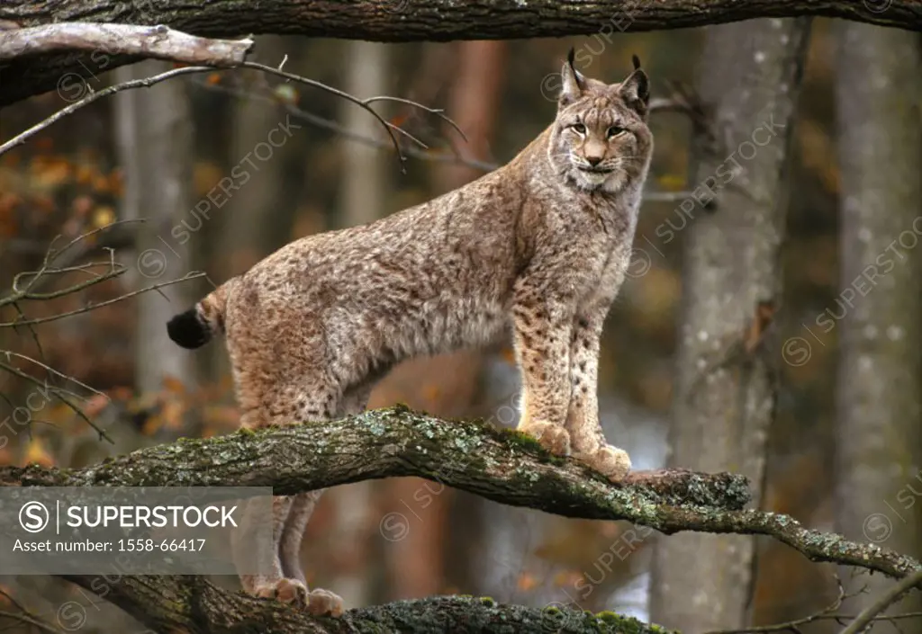 Forest, tree, branches, lynx, Lynx lynx,  Lookout holding  Animal, mammal, wild animal, carnivore, predatory cat, endangers, type of animal, vigilance...