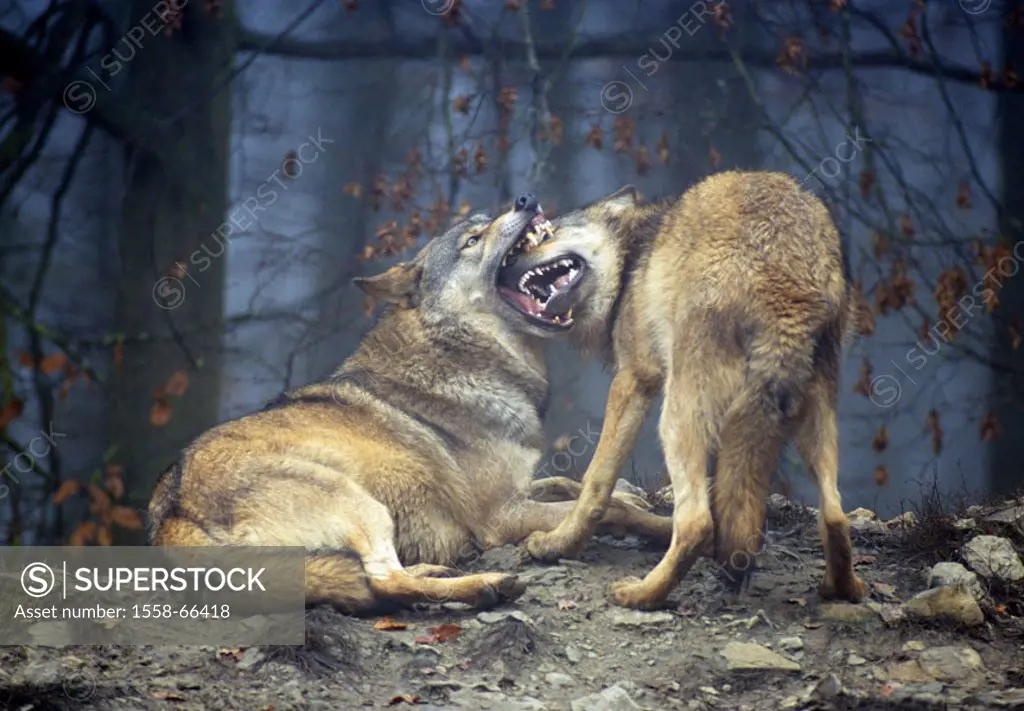 Forest, European gray wolves, Canis  lupus, fights  Animals, mammals, wild animals, carnivores, wild dogs, wolves, Canidae, whole bodies, Gray wolf, p...