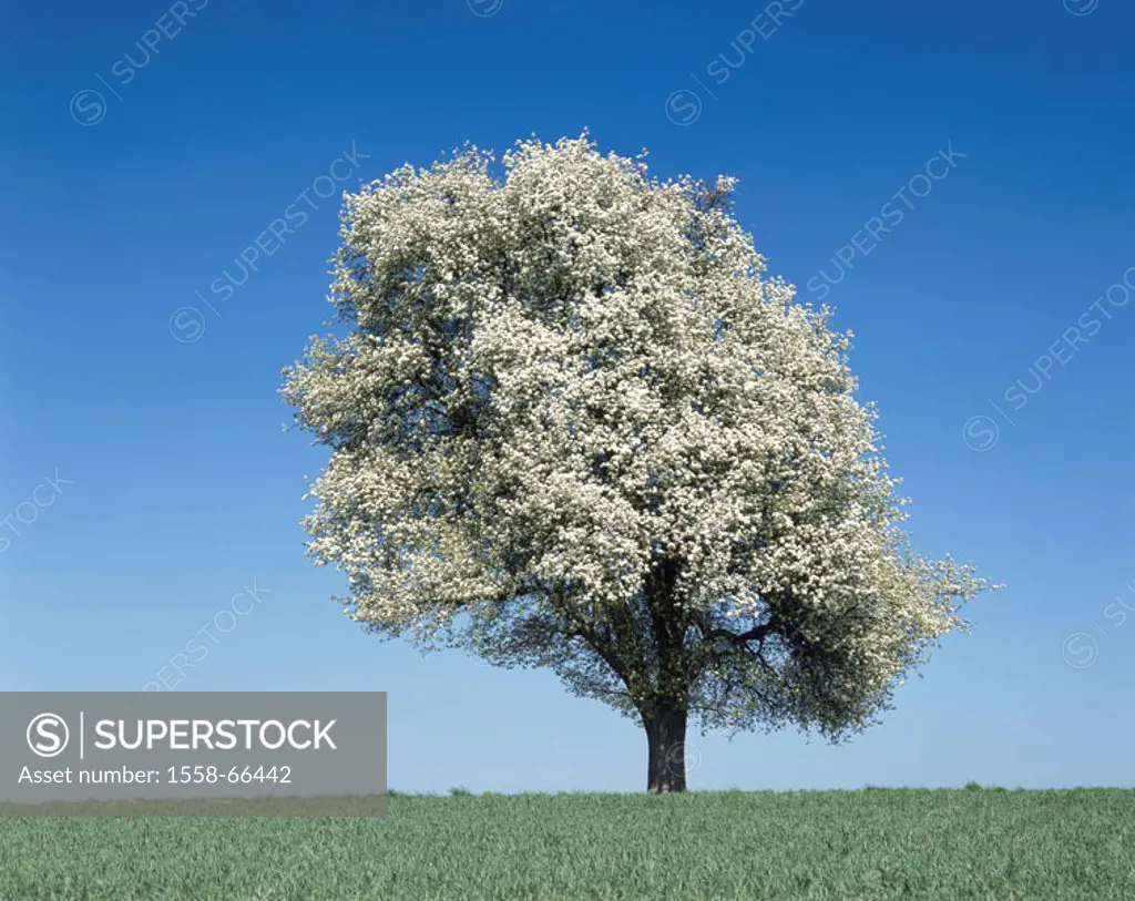 Being in store grain field, pear tree,  Spring  Nature, season, spring, tree, fruit tree, Pyrus, individual, detached, solitaire tree, cider pear kind...