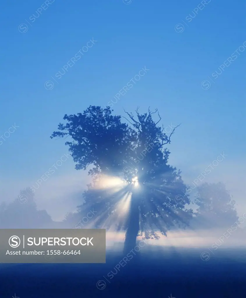 Tree, silhouette, back light,  Rays of light M Series, nature, deciduous tree, twilight, Dämmerlicht, twilight, nature appearance, nature drama, con...