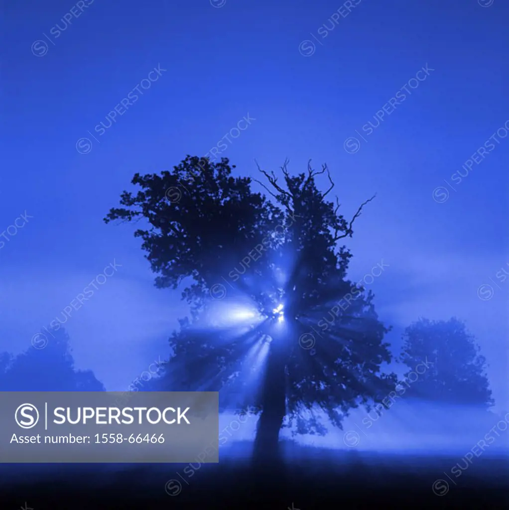 Tree, silhouette, back light,  Rays of light M Series, nature, deciduous tree, twilight, Dämmerlicht, twilight, nature appearance, nature drama, con...