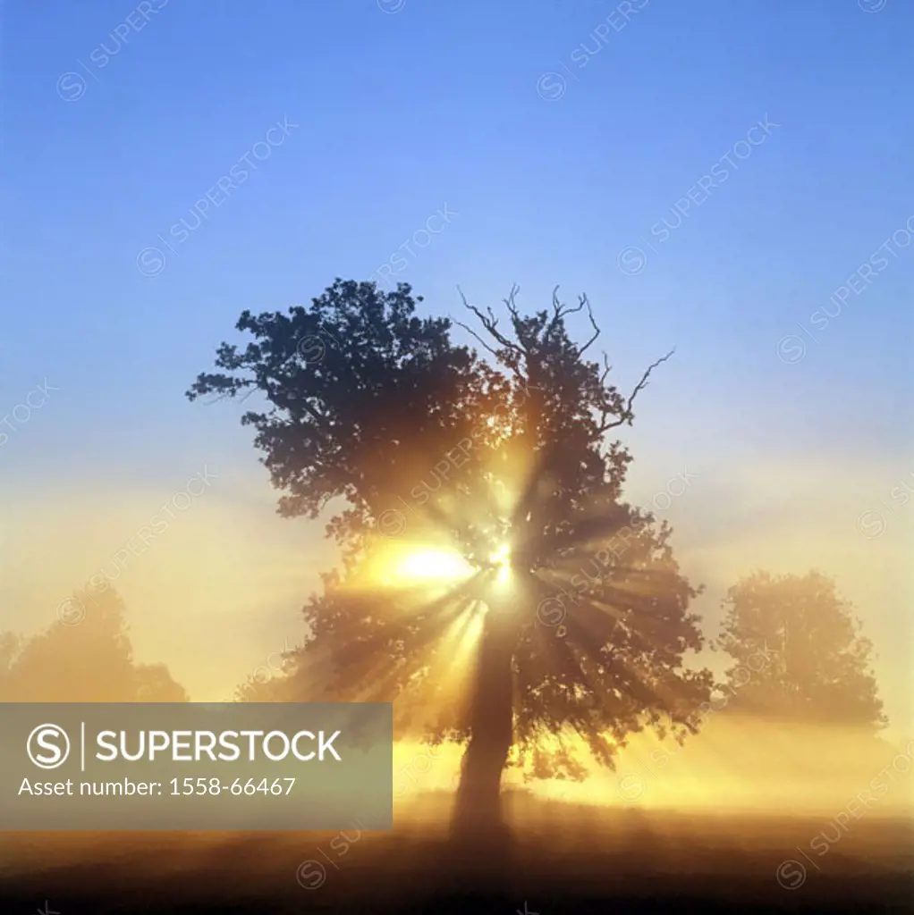 Tree, silhouette, back light,  Rays of light M Series, nature, deciduous tree, twilight, Dämmerlicht, twilight, sunbeams, sunny, nature appearance, ...