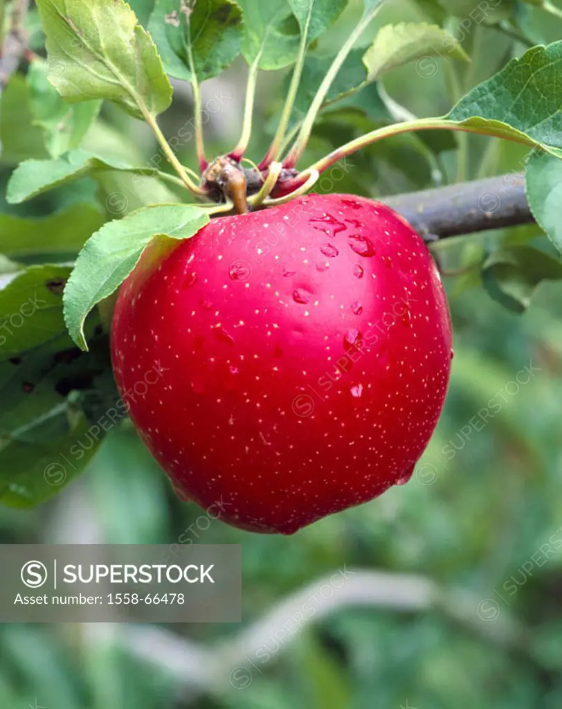 Apple tree, detail, branch, apple,  Cox orange Renette  Tree, fruit tree, summer, fruit, fruits, apples, red, ripe, apple kind, ´orange Pippin´ blackb...