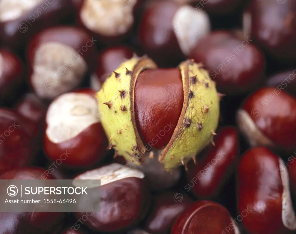 Red horse chestnut, Aesculus x carnea,  Fruits, autumn,  Meat red horse chestnuts, Pavie, Aesculus rubicunda,  Horse chestnuts, chestnuts, capsule, pe...