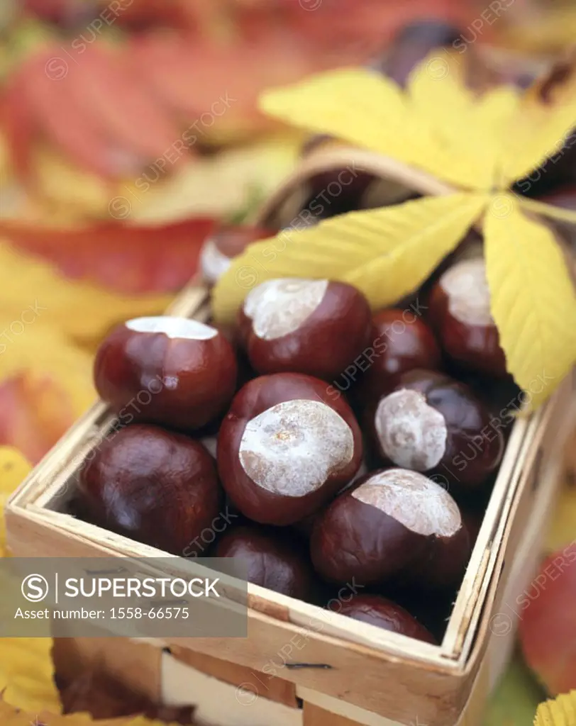 Basket, chestnuts, red horse chestnut,  Aesculus x carnea, leaves, autumn  Meat red horse chestnuts, Pavie, Aesculus rubicunda,  Horse chestnuts, ches...