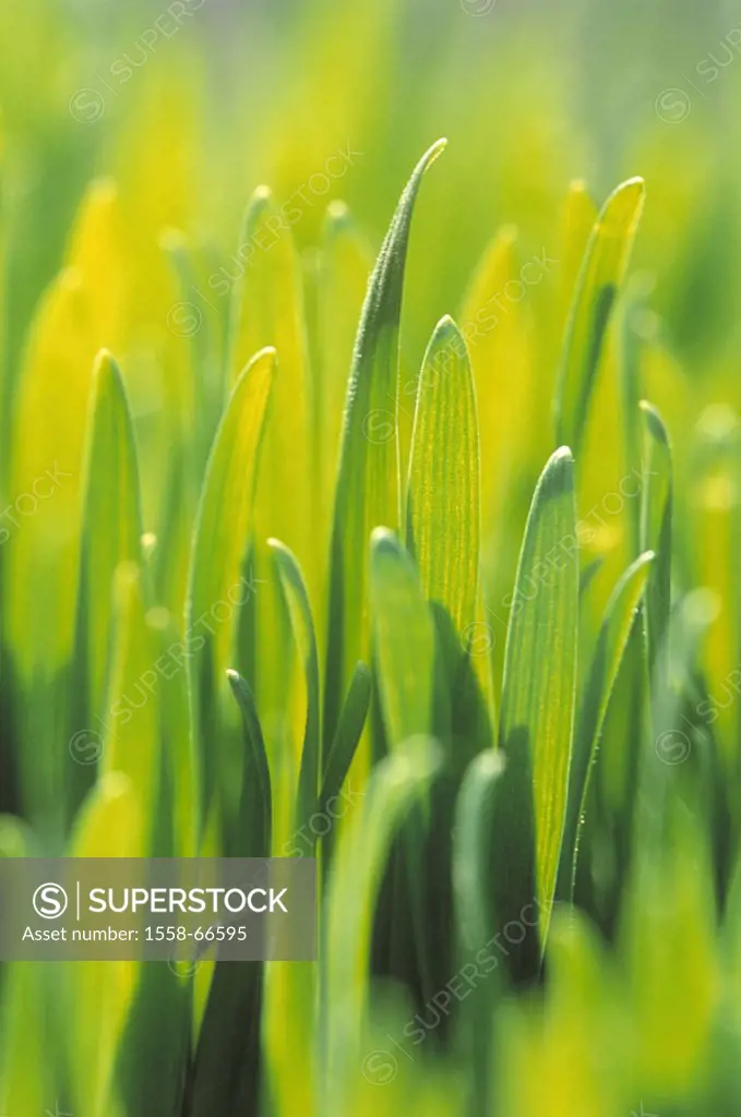 Wheat grass, close-up,   Nature, agriculture, agriculture, grain cultivation, useful plants, culture plants, wheat, wheat cultivation, grains, seed wh...