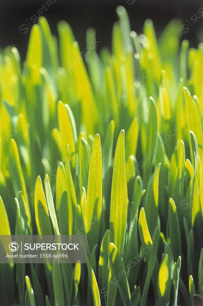 Wheat grass, close-up,   Nature, agriculture, agriculture, grain cultivation, useful plants, culture plants, wheat, wheat cultivation, grains, seed wh...