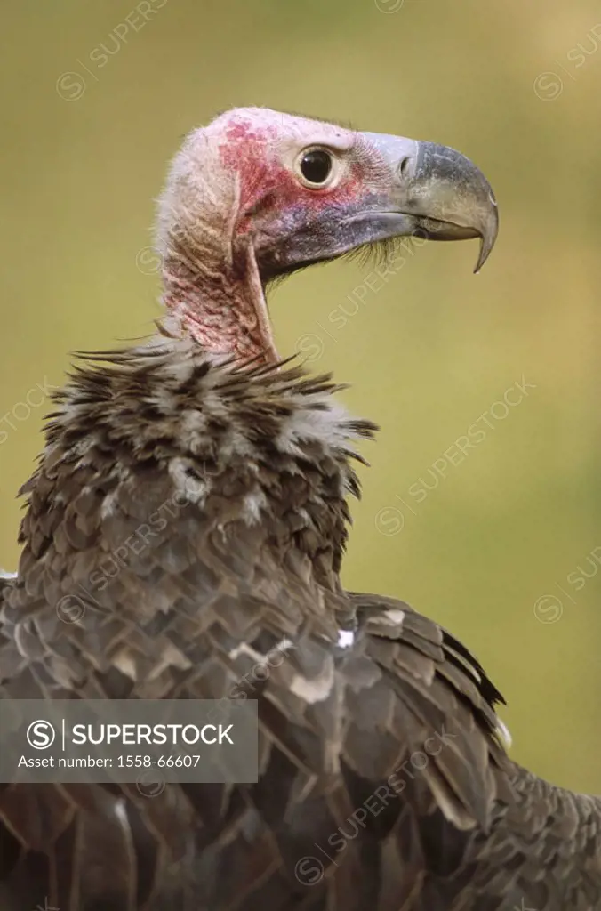 Ear vultures, Aegypius tracheliotus, Portrait, profile,  Africa, Wildlife, bird, vultures, wild animal, Altweltgeier, Aegypiinae, Torgos tracheliotus,...