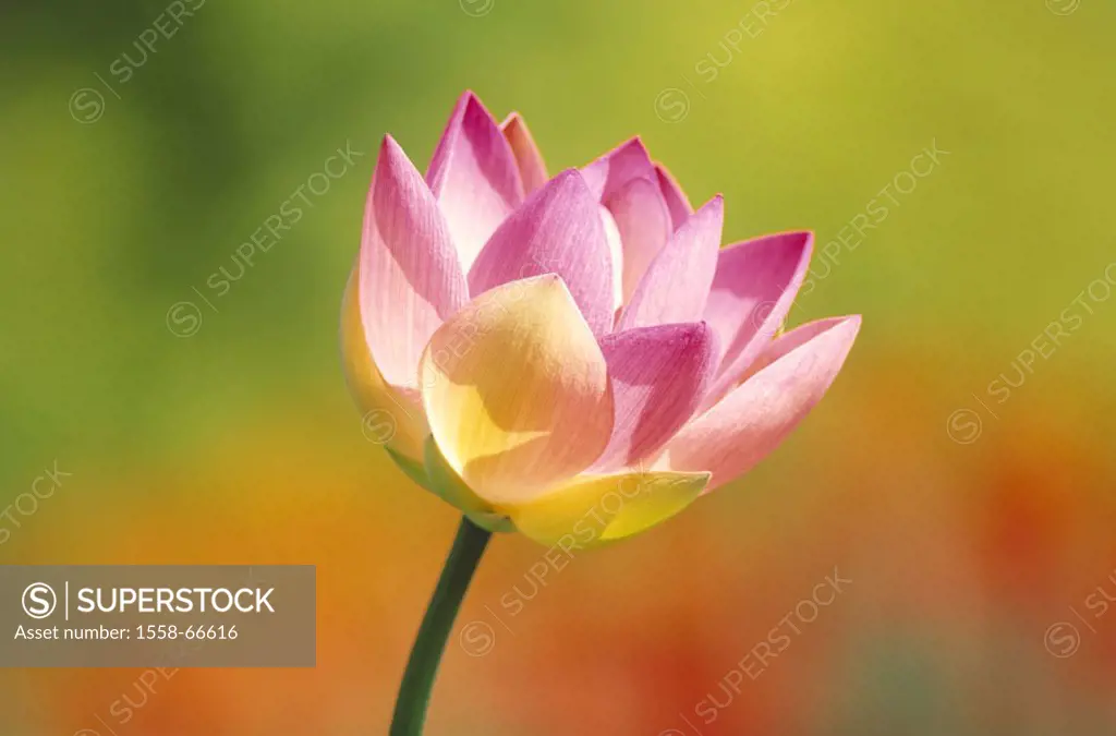 Egyptian lotus, Nelumbo nucifera, Bloom  Nature, flora, vegetation, botany, plant, water plant, waterlily plants, lotus bloom, lotuses, blooms, tender...