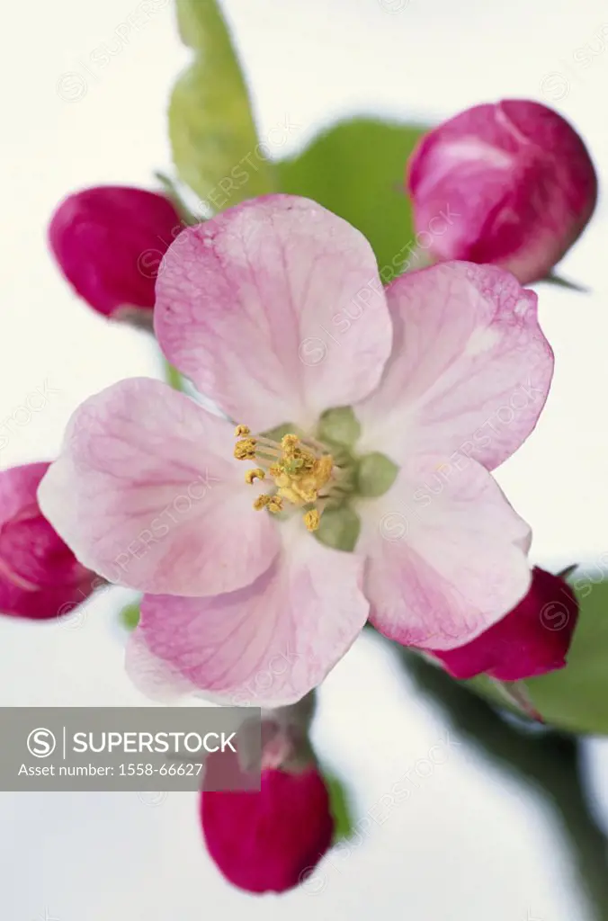 Apple bloom, close-up,   Plants, blooms, tender, pink, blooms, tree, fruit tree, apple tree, Malus domestica, branch, detail, buds, blooms, botany, na...