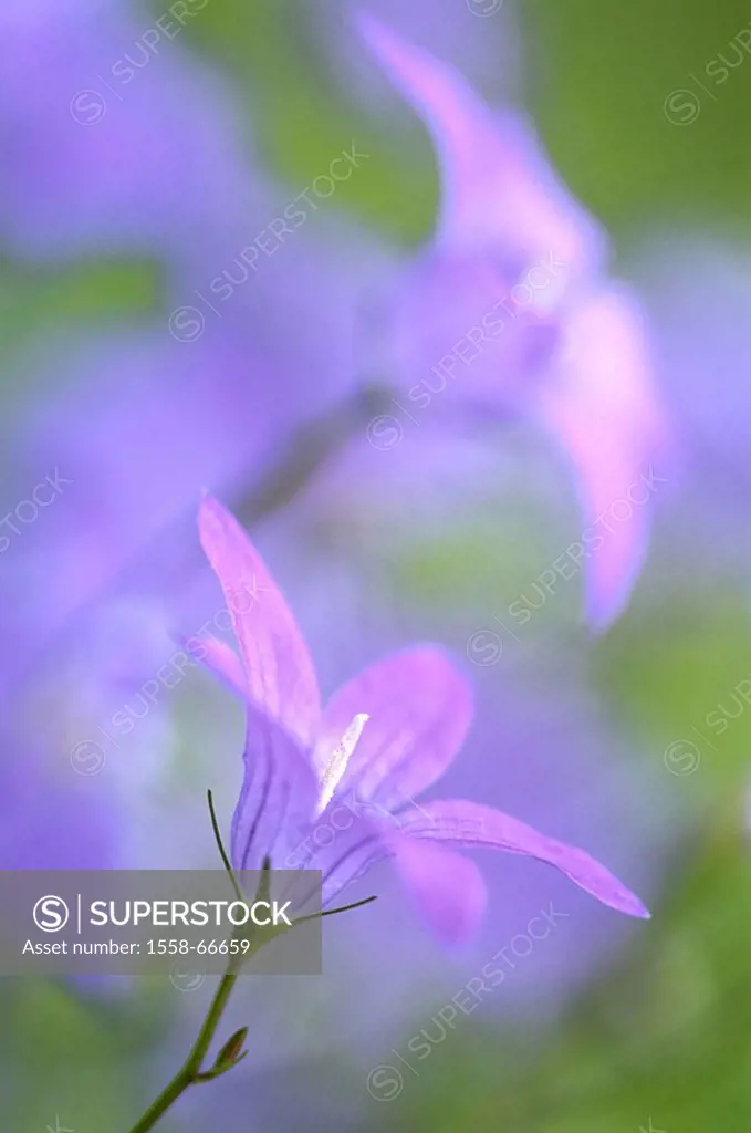 Rundblättrige bluebell, Campanula rotundifolia, blooms, delicately, purple, close-up Nature, botany, plants, flowers, wild plants, bluebells, bluebell...